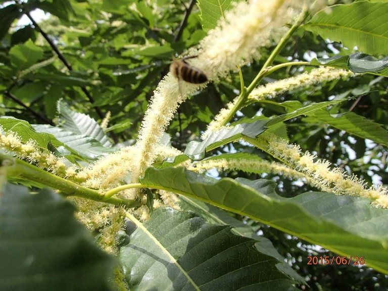 kasztan-jadalny-castanea-sativa-w-doniczce08