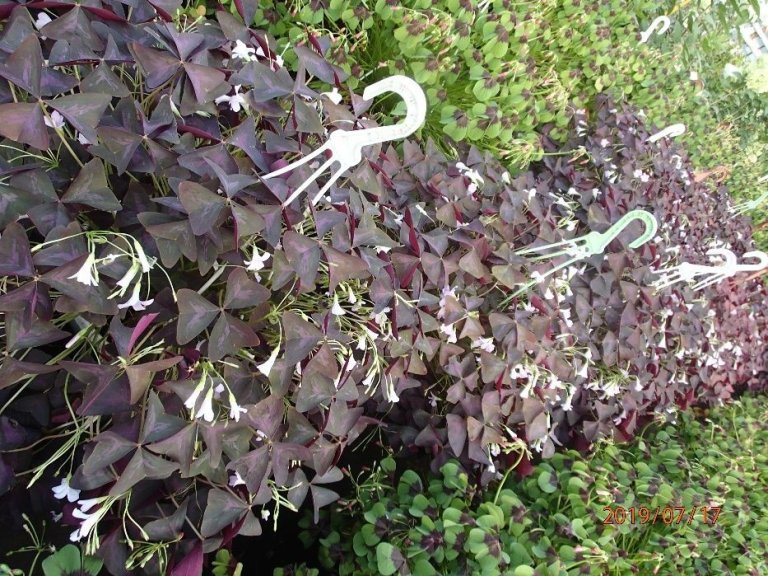 koniczynka-szczescia-szczawik-trojkatny-oxalis-roslina-trzyletnia08