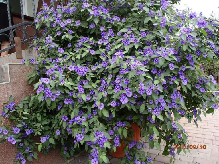 solanum-rantonetti-szafirowa-burza-psianka-sadzonka-doniczka08