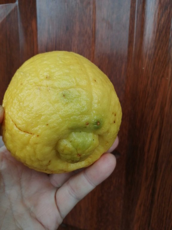 cytryna-owocujaca-citrus-eustis-limequat-drzewko-w-doniczce04