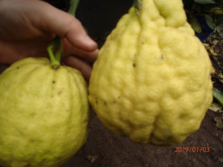cytryna-skierniewicka-citrus-ponderosa-60-cm-sadzonka08