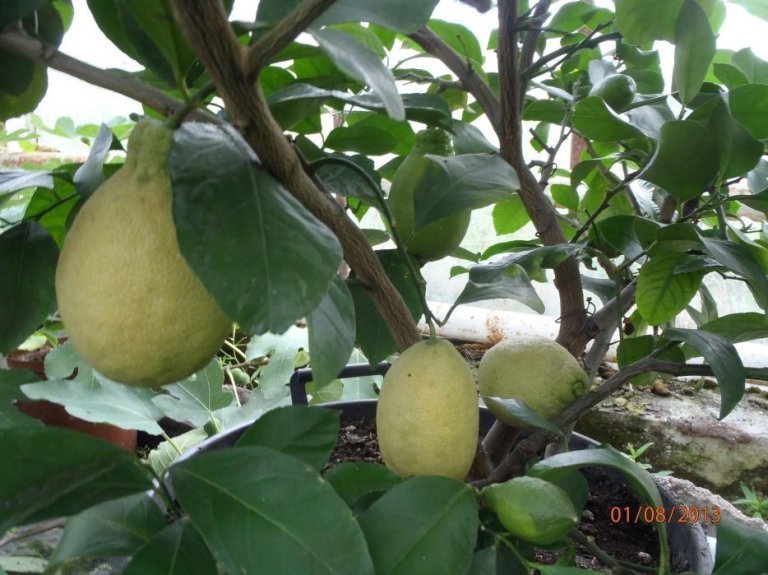 sadzonka-cytryny-owocujacej-citrus-meyeri-w-doniczce04