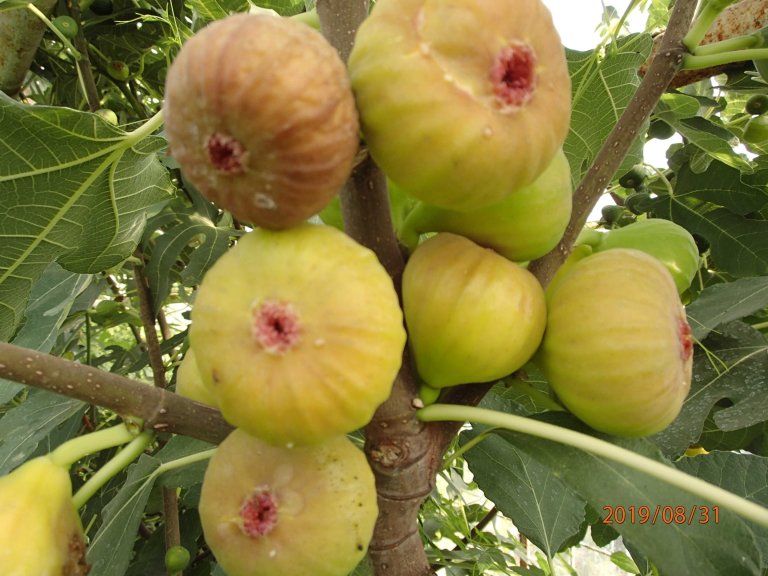 sadzonka-figi-brown-turkey-w-doniczce08