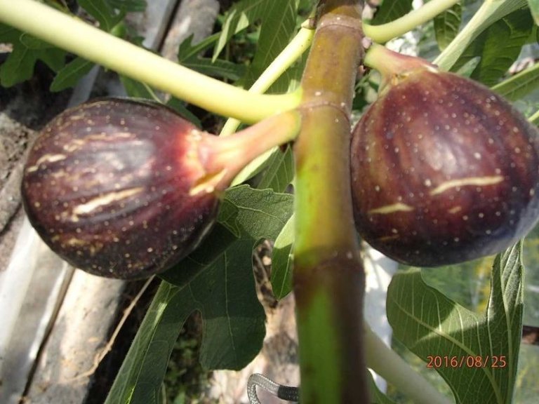 sadzonka-figi-owocujacej-rondo-de-bordeaux-50-cm08